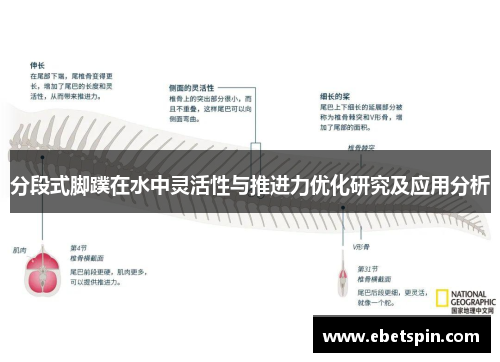 分段式脚蹼在水中灵活性与推进力优化研究及应用分析